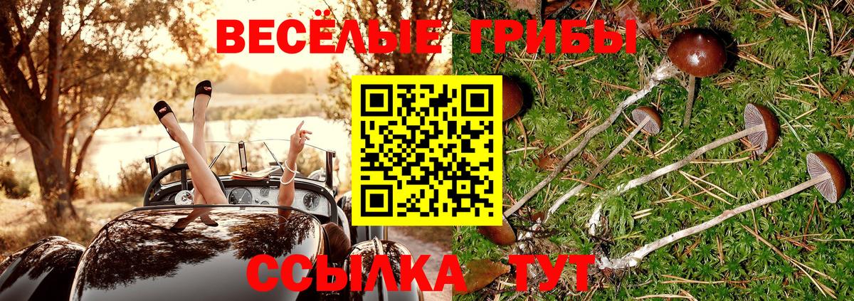 Галлюциногенные грибы Psilocybe Славгород